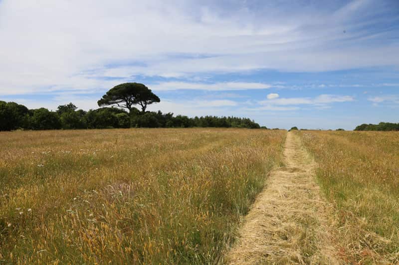 Bois du Fief des Ormeraies — parcelles du projet à Saint-Viaud