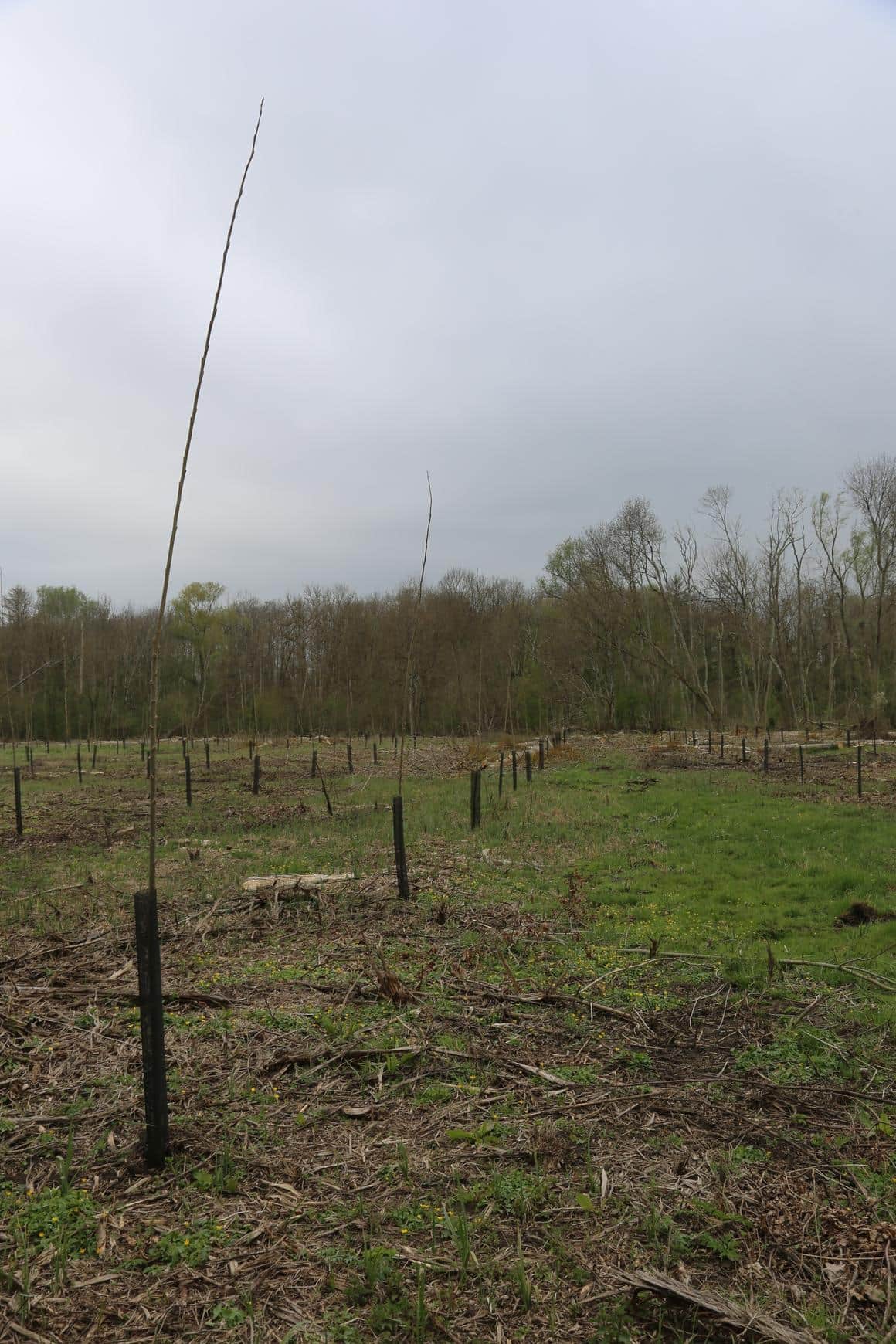 Bois de l'Harmenault — parcelles du projet à Montcresson