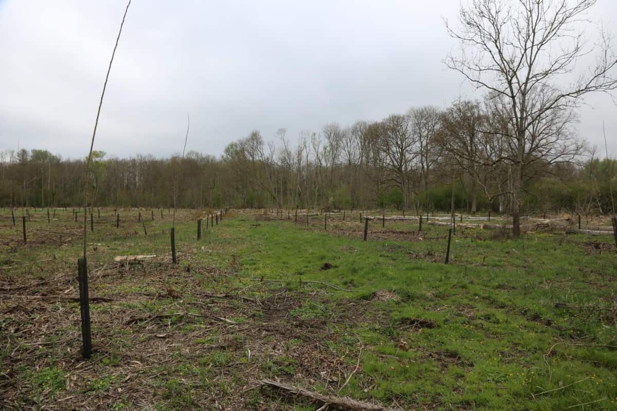 Bois de l'Harmenault — parcelles du projet à Montcresson
