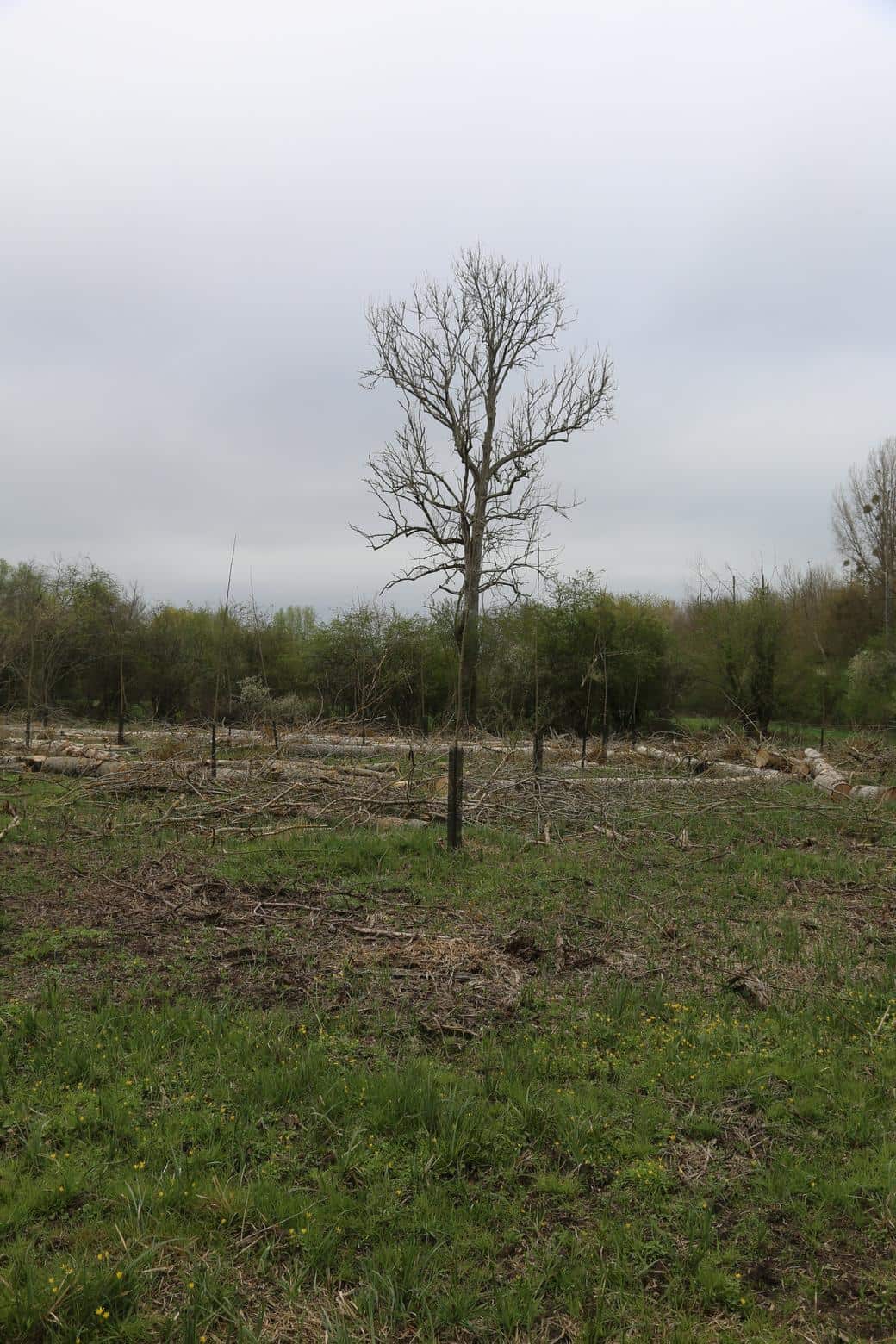 Bois de l'Harmenault — parcelles du projet à Montcresson