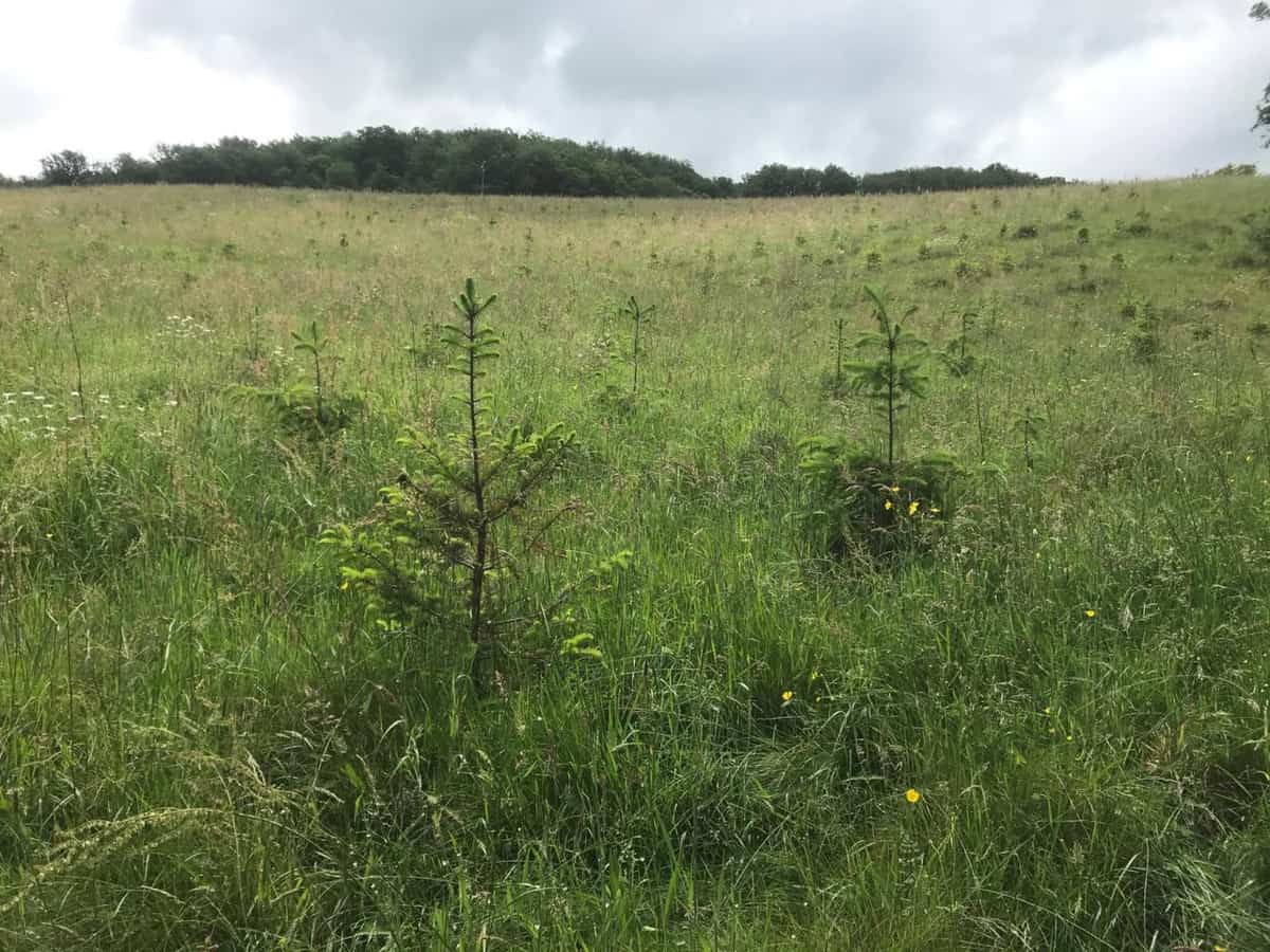Bois de la Vernée — parcelles du projet à Saint-Vallier
