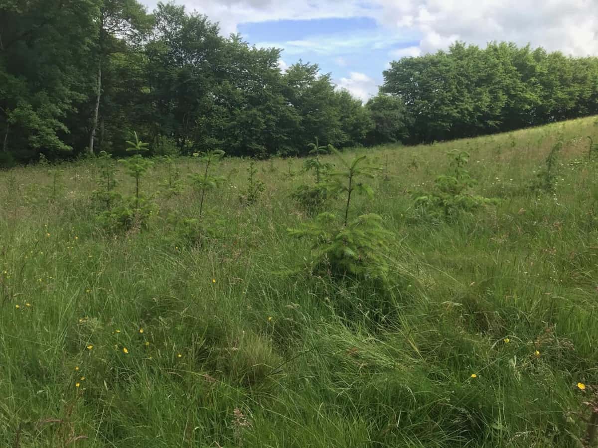Bois de la Vernée — parcelles du projet à Saint-Vallier