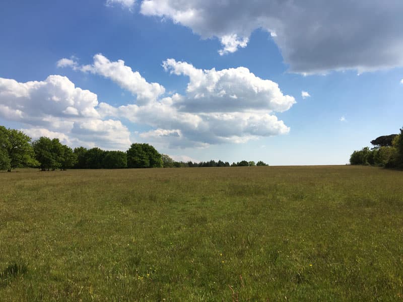 Bois du Fief des Ormeraies — parcelles du projet à Saint-Viaud