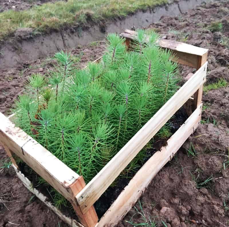 Bois du Fief des Ormeraies — parcelles du projet à Saint-Viaud