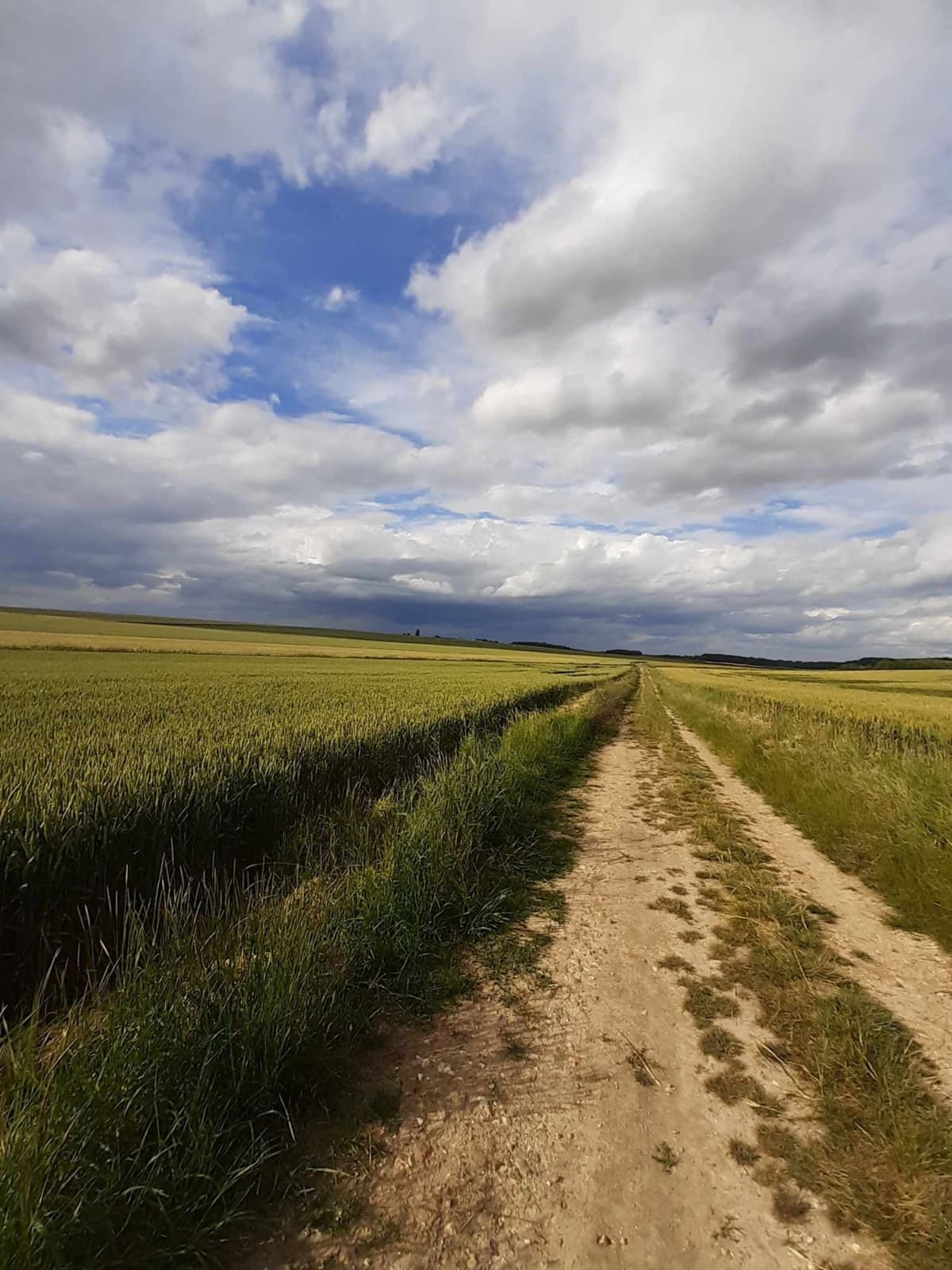 Chemin de terre entre deux parcelles de blé sous un ciel nuageux