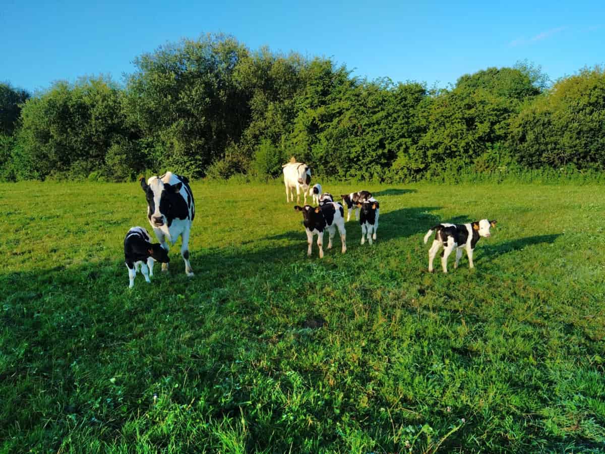 Jeunes bovins dans une prairie bordée de haies